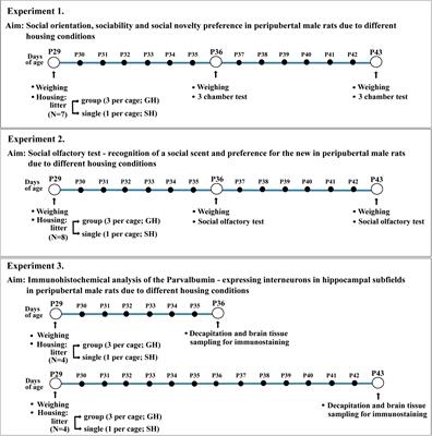 The Influence of Social Isolation on Social Orientation, Sociability, Social Novelty Preference, and Hippocampal Parvalbumin-Expressing Interneurons in Peripubertal Rats – Understanding the Importance of Meeting Social Needs in Adolescence